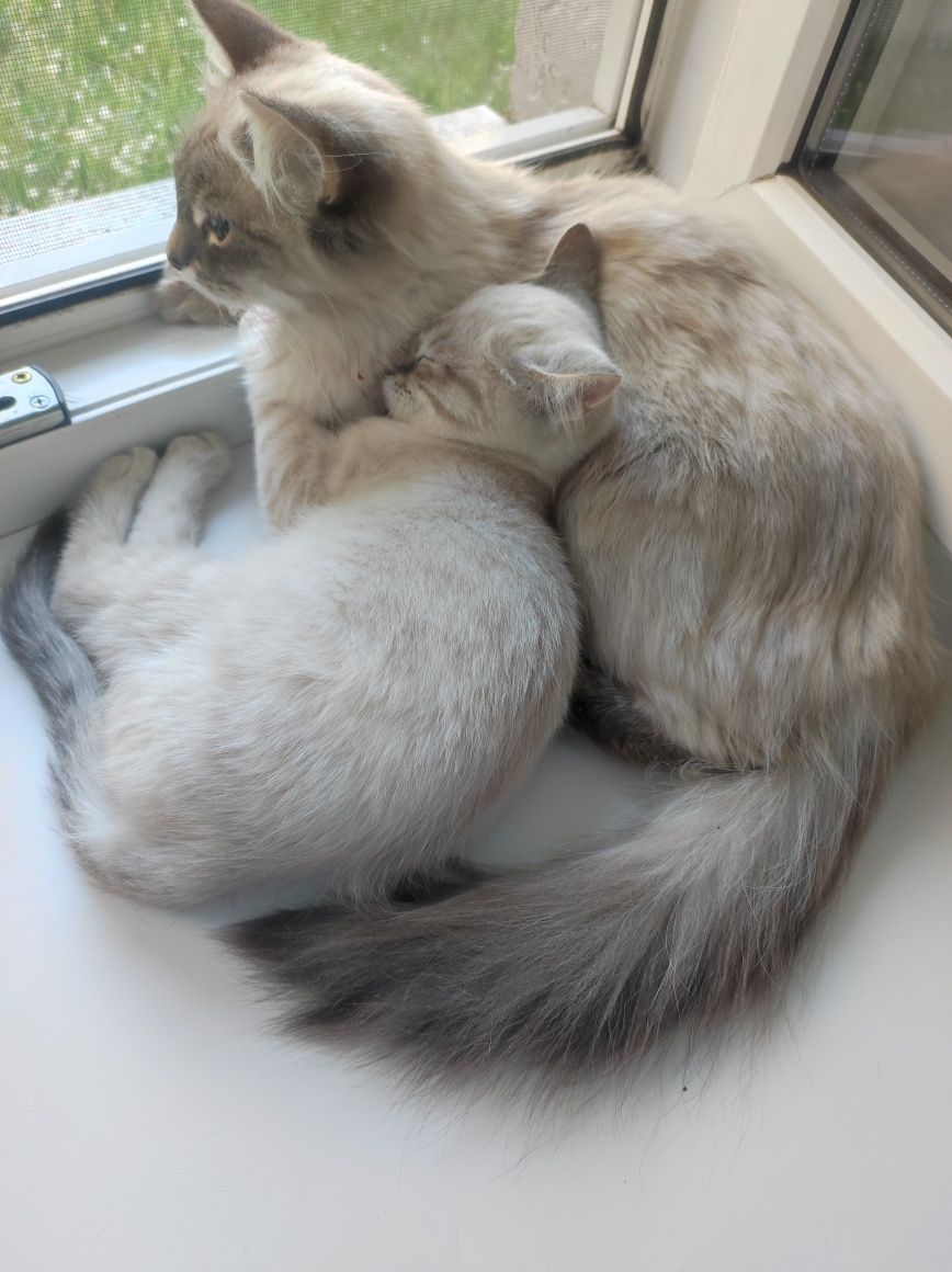 Дарю котенка мальчик