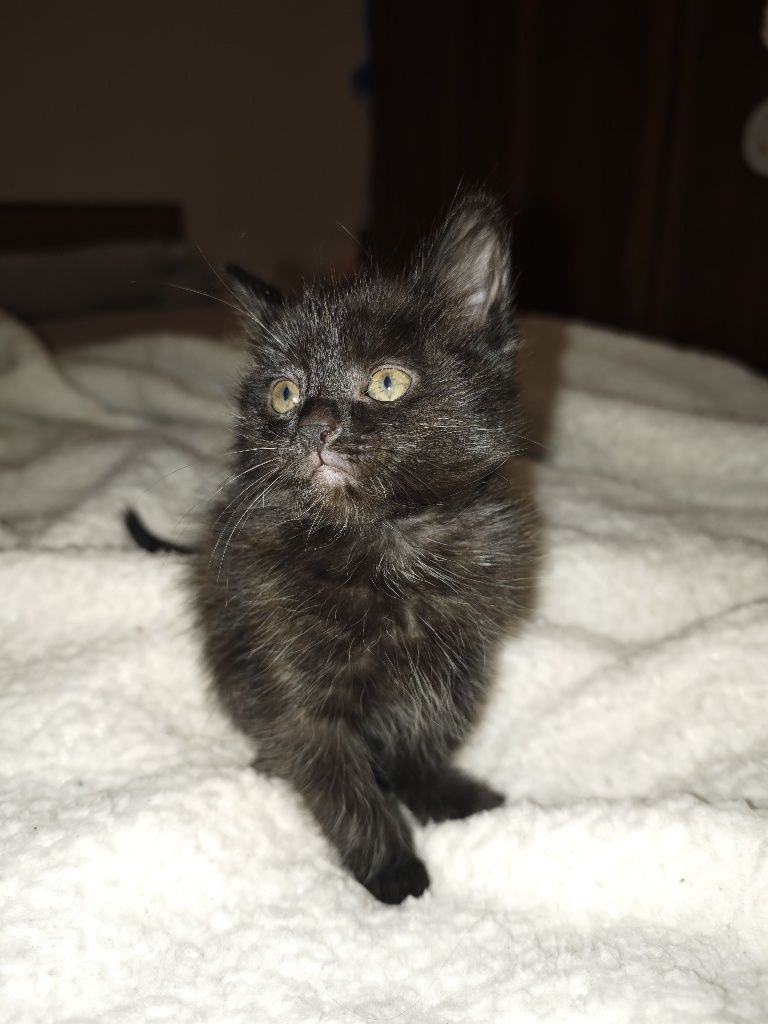 Котята мальчик и девочка