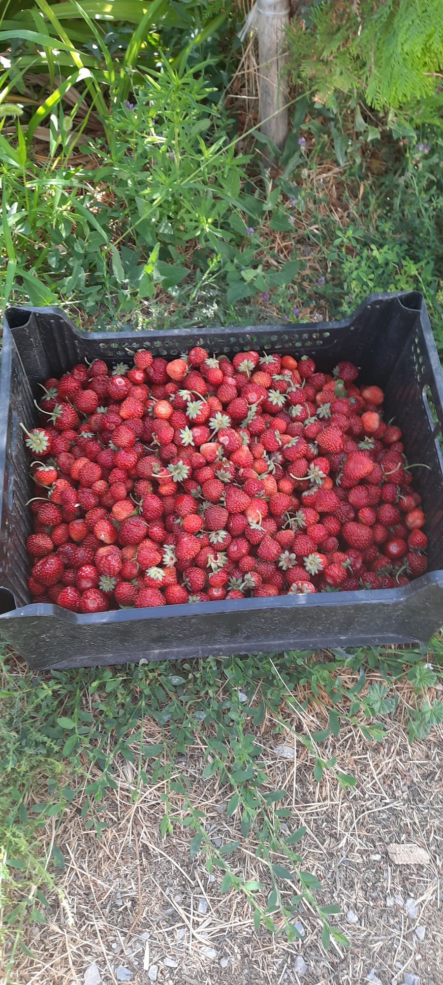 Продам клубнику свежую (местная)