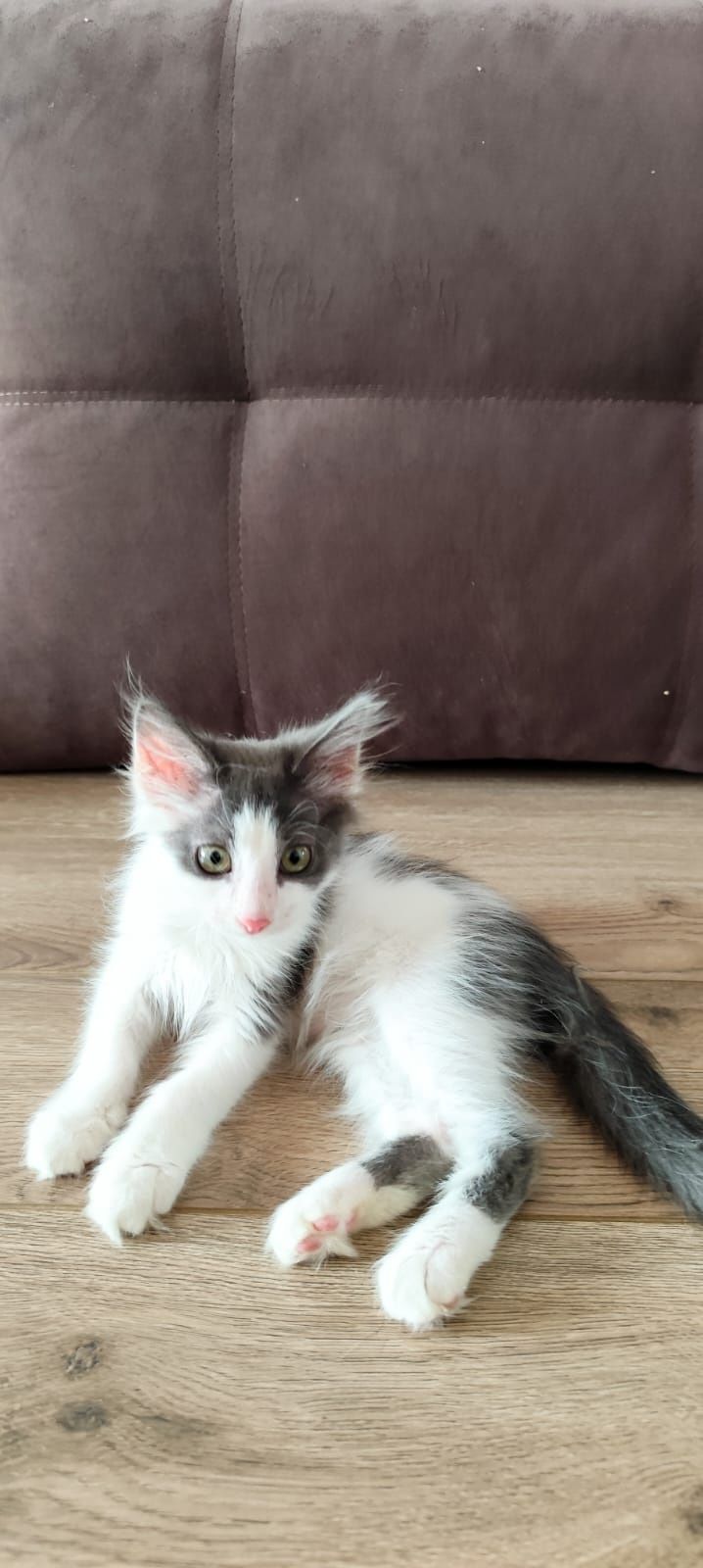 Котенок в хорошие руки