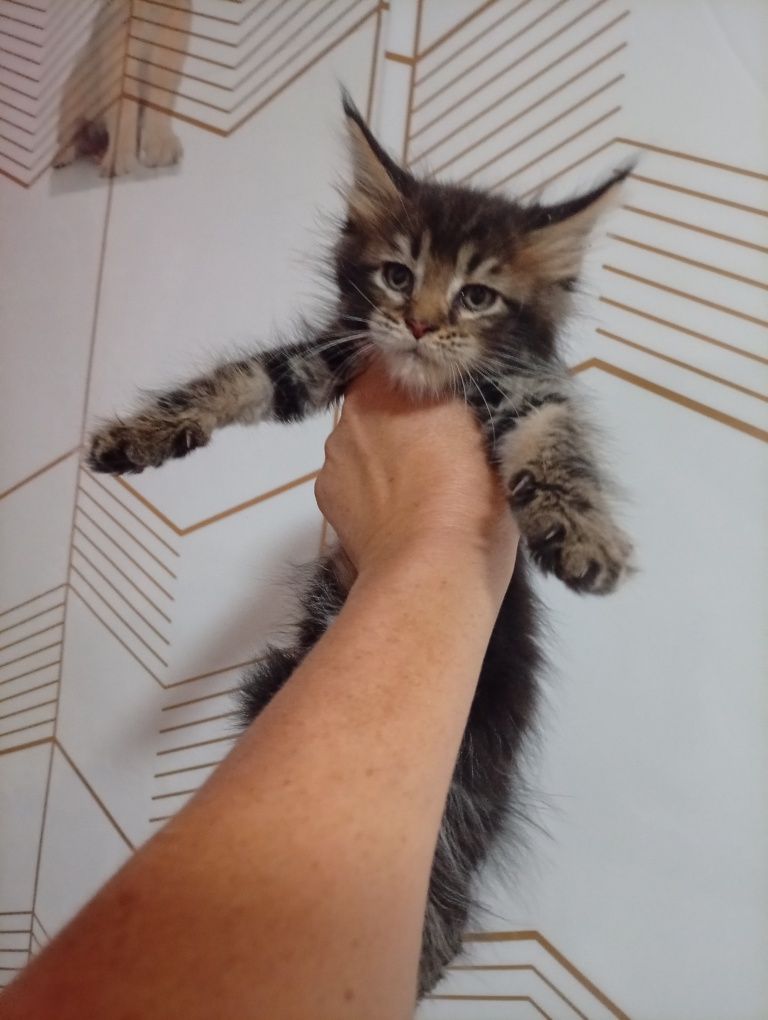 Продам котят Мейн-кун