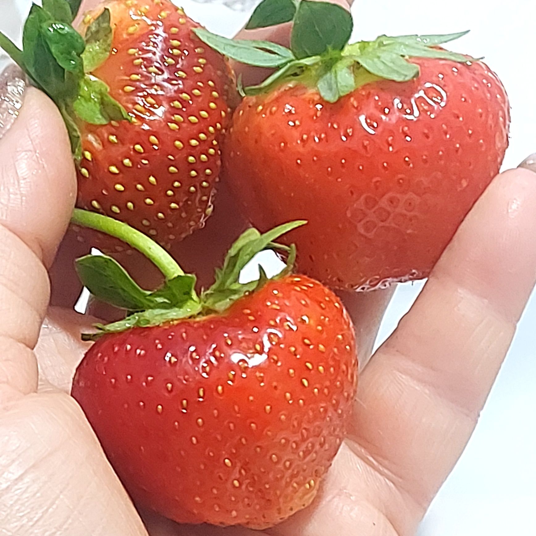 Продам саженцы клубники.