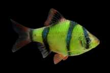 Барбус Гонконг зеленый  Glofish! Аквариумные рыбы!