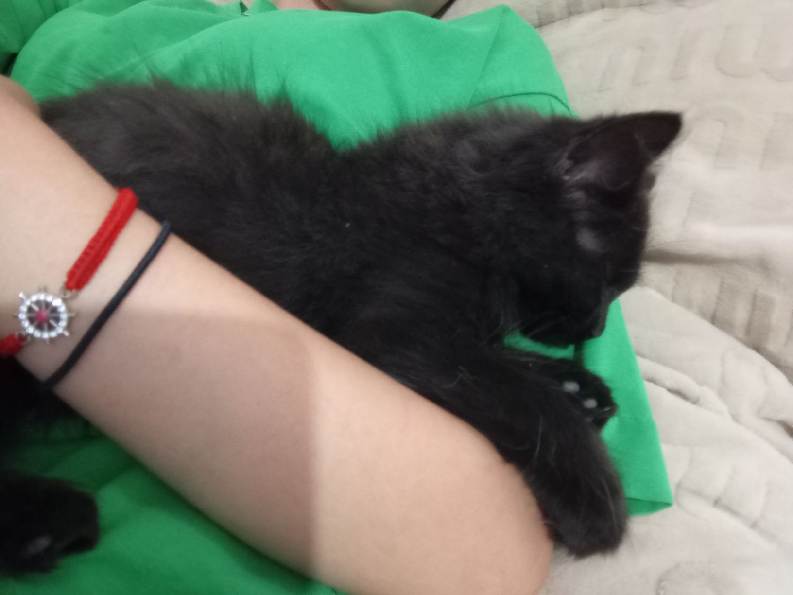 Котенок бесплатно