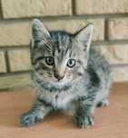 БЕСПЛАТНО!!! Отдам котят бесплатно в хорошие руки