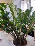 Продам Замиокулькас