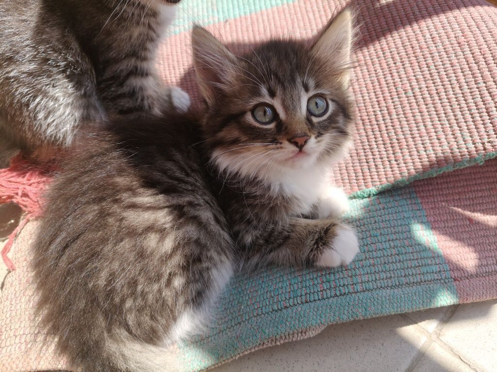 Котята в добрые руки