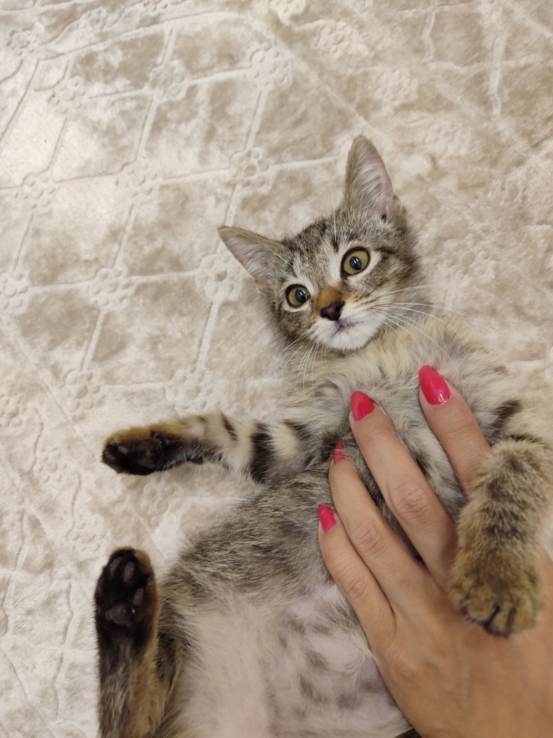 Котенок мальчик 2,5 месяца