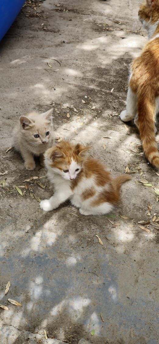 Котята  рыжие милые