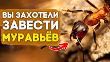 Муравьи - для новичков