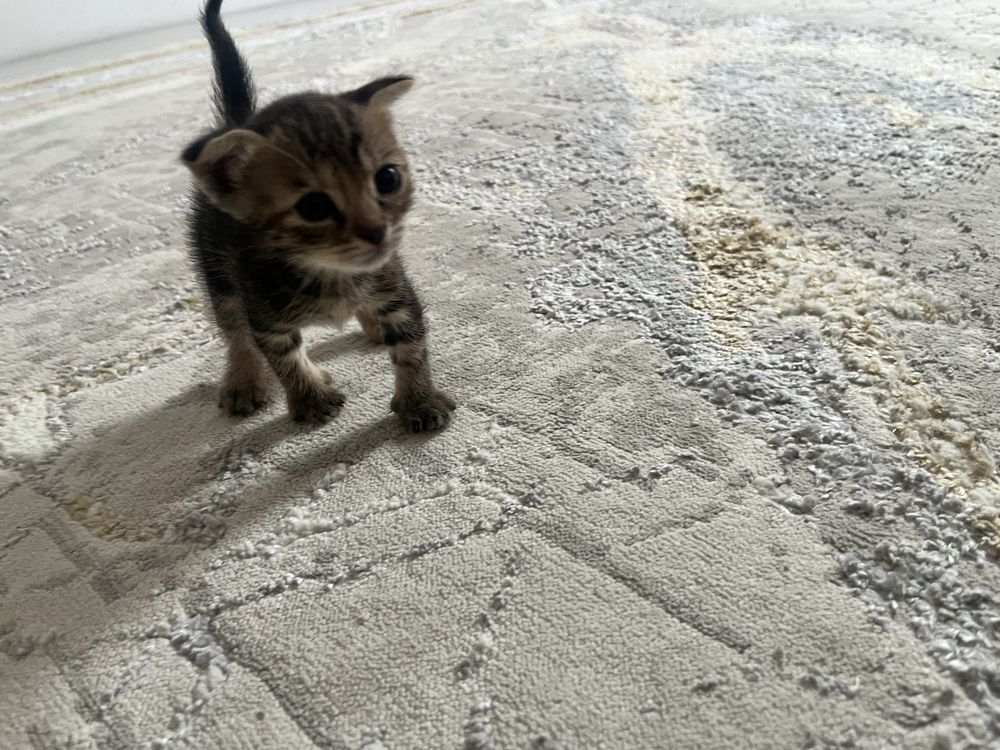 Отдаю котят в добрые руки