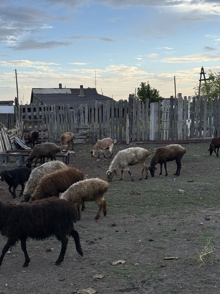 На продажу есть бараны
