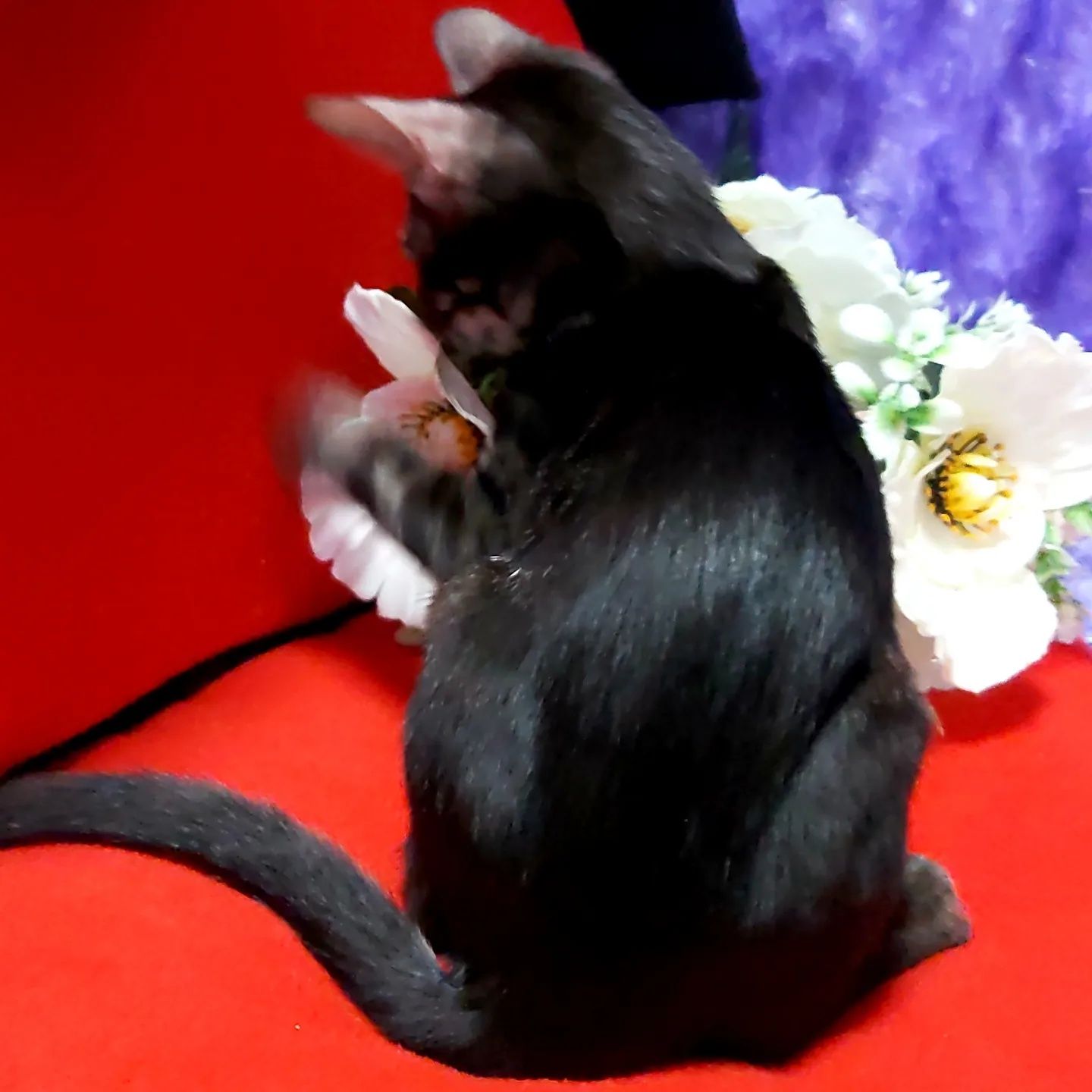 BLACK Bengal Cat. Vip котята