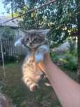 Отдадим в добрые руки
