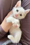 Котенок в добрые руки