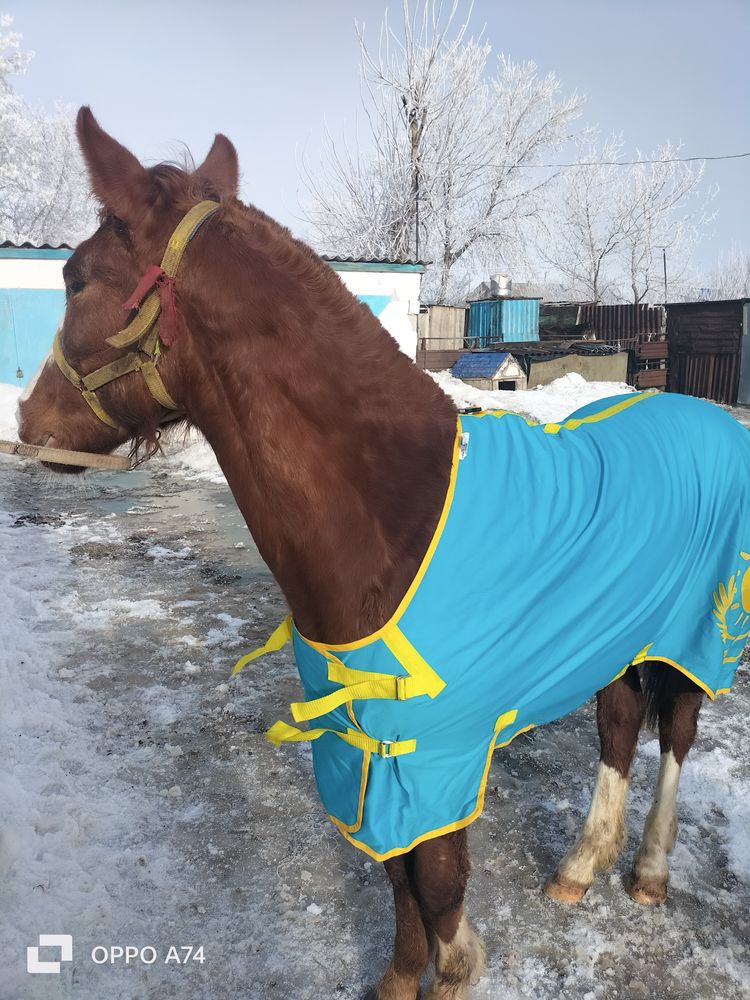 Продается лошадь