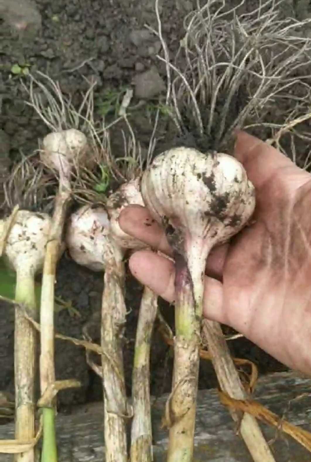 Продам озимый чеснок