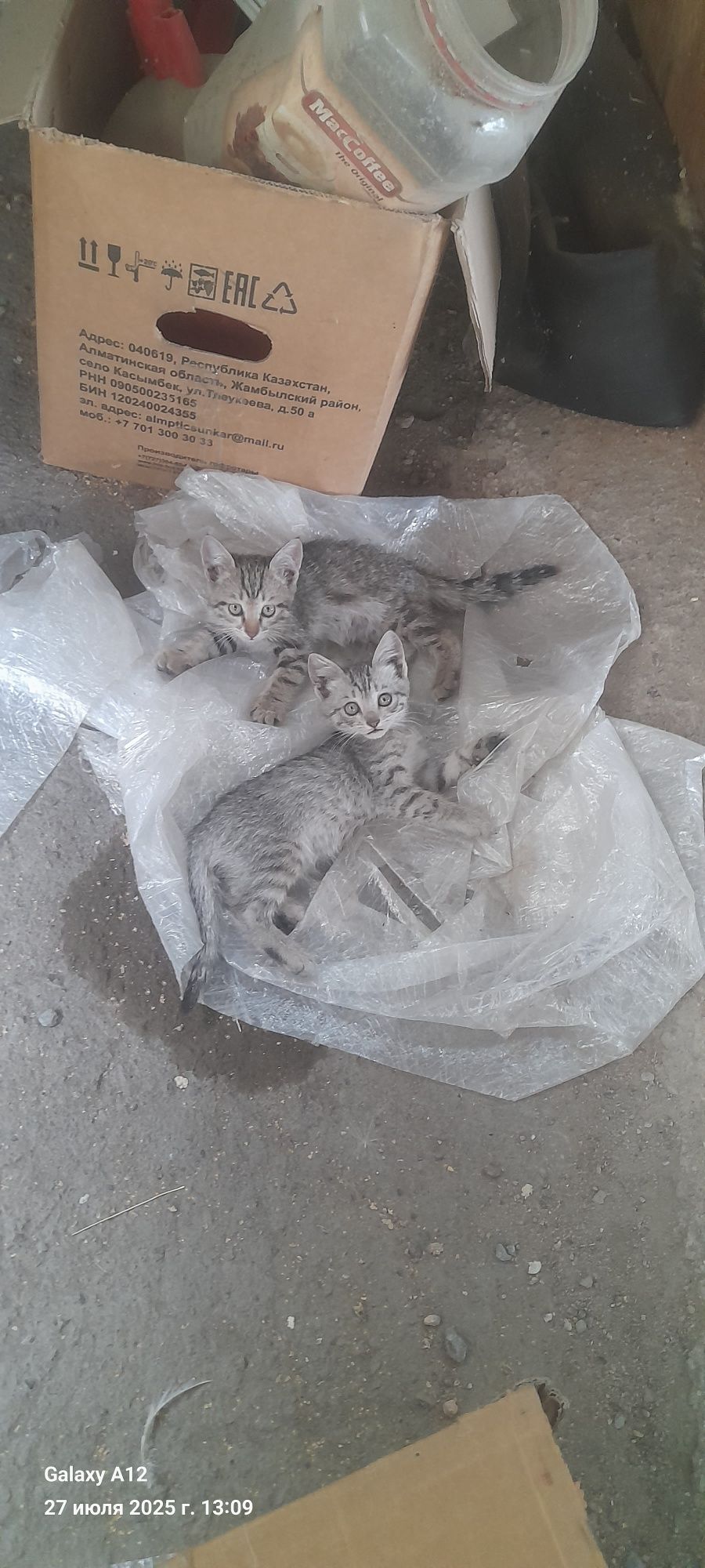 От дам котят даром