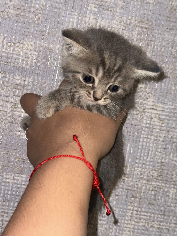 Котята Выислоухие