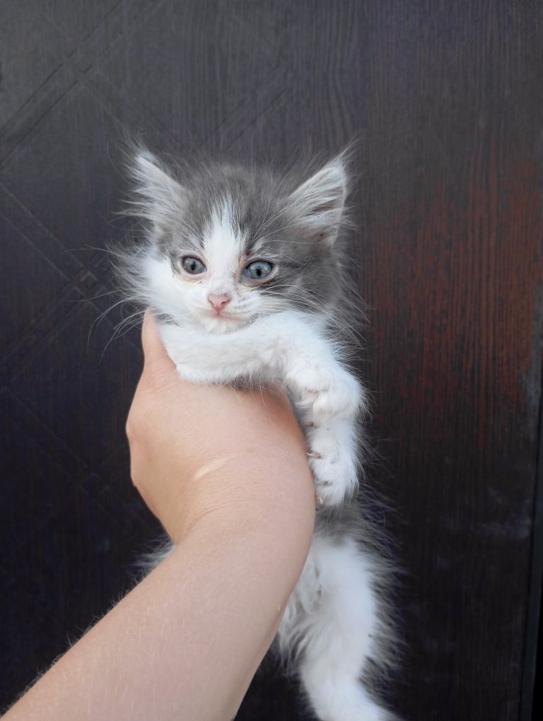 Отдам котят бесплатно
