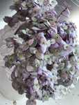 Каллизия срез черенок розовая пантера (Callisia repens Pink Pantera)