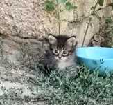 В добрые руки котята.Возраст 1.5 мес.