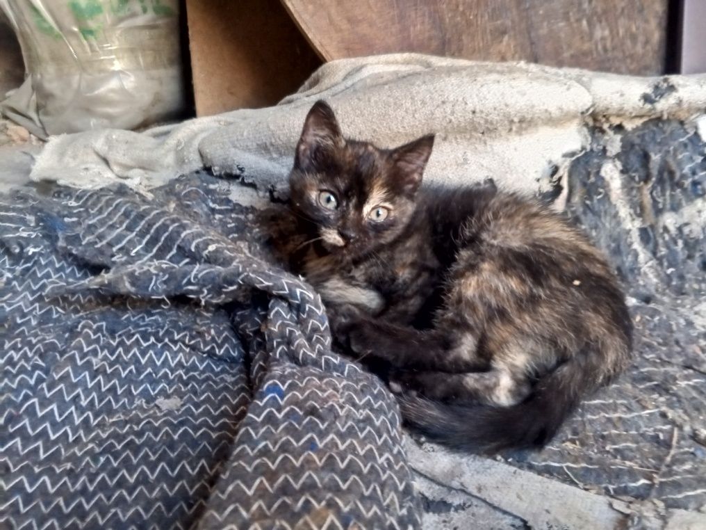 Отдам красивых котят