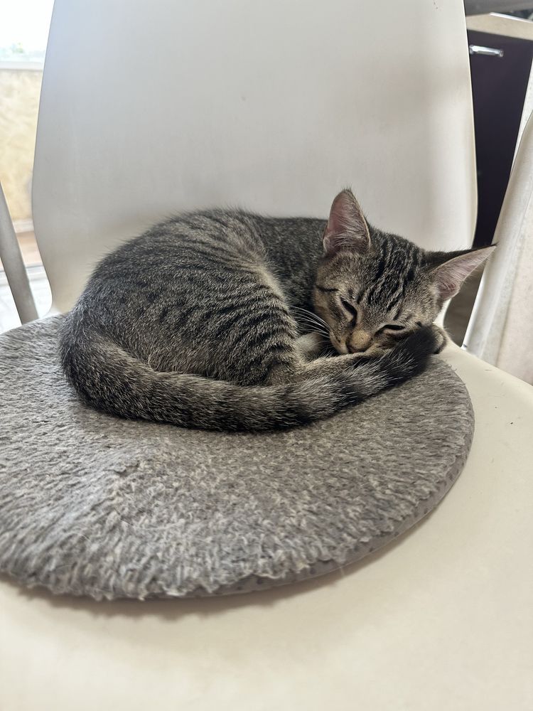 Котик - бегемотик