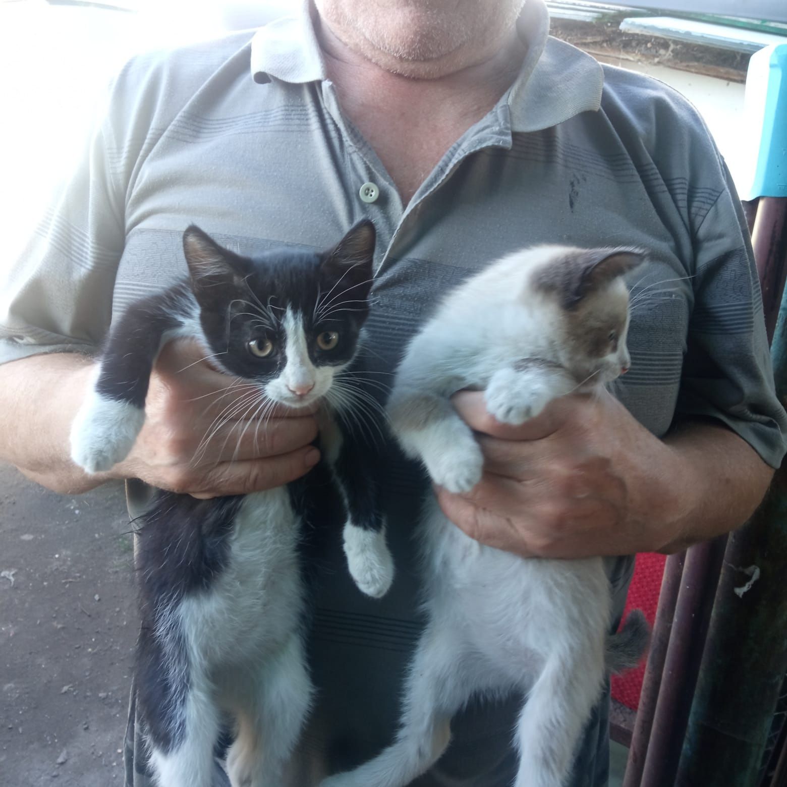 Котята мальчик и девочка