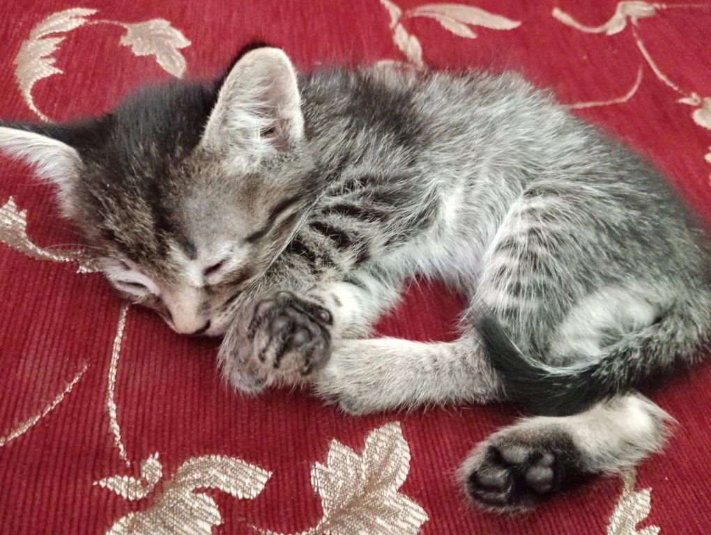 Отдоем котят в добрые руки. 3 девочки и 1 мальчик