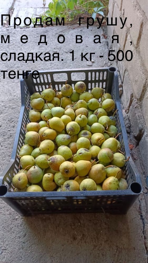 Продам медовую грушу