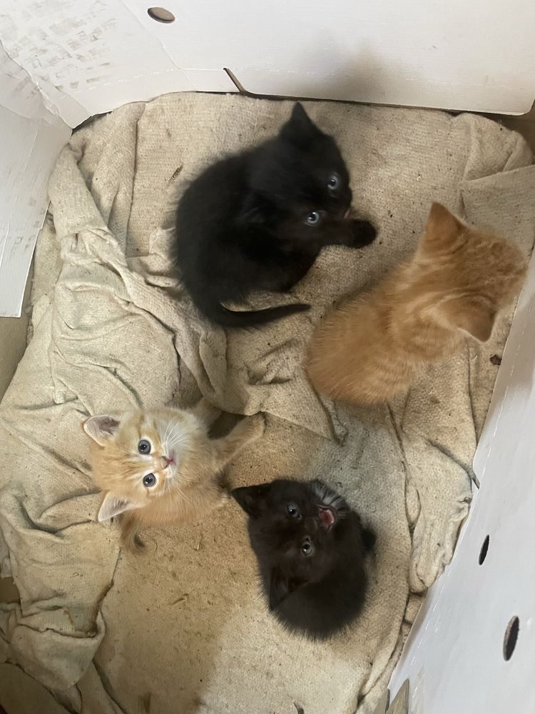 Котята даром помгите пожалуйста