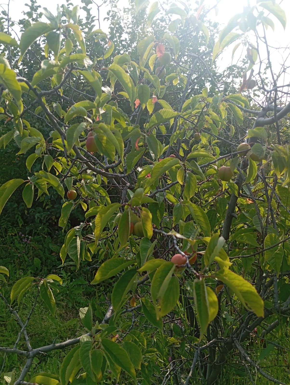 Продам дачу.новопавловка