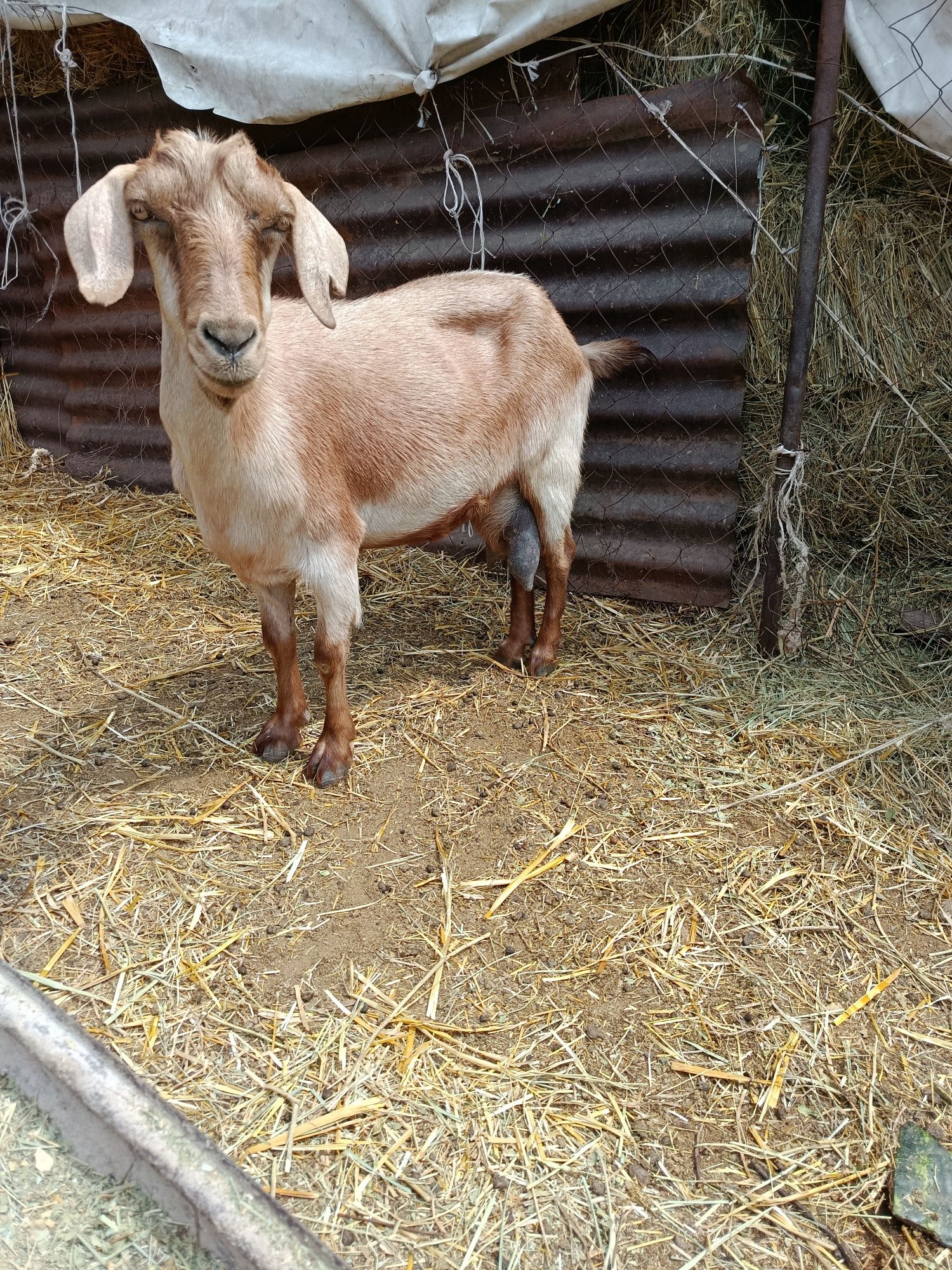 Срочна Продам Дойную Казу