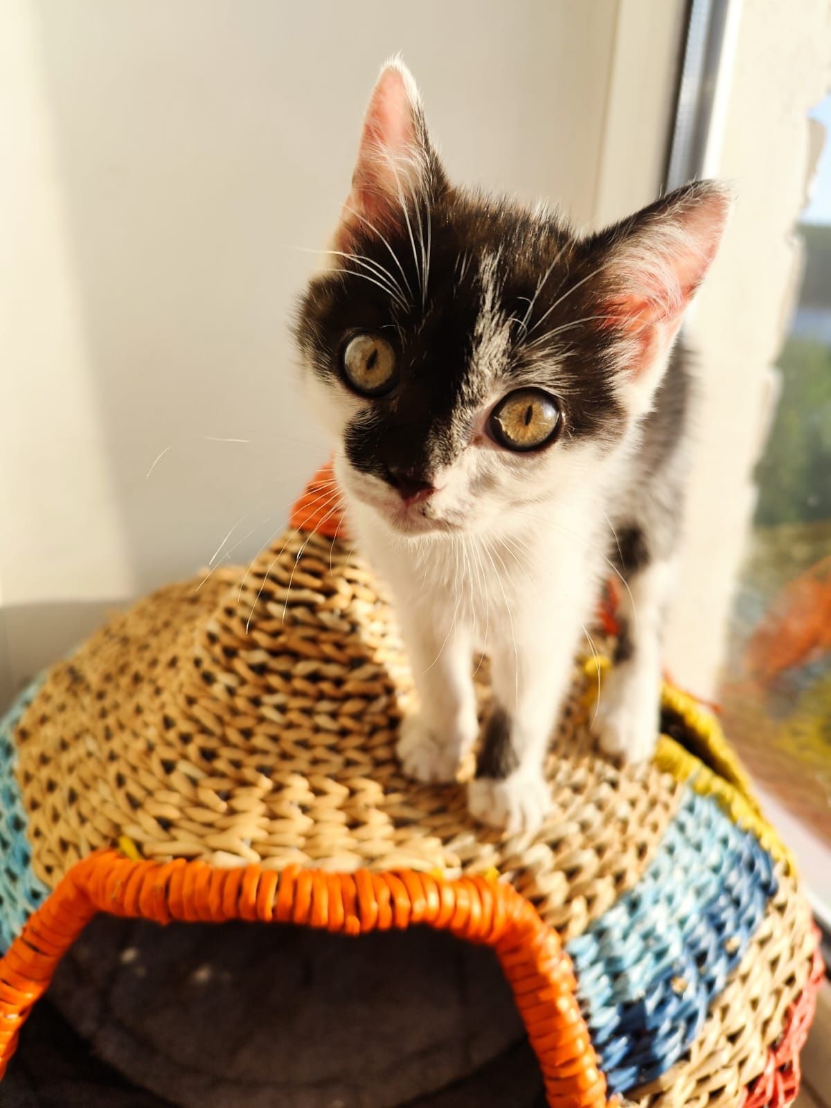 Отдам котенка в добрые руки. Кошечка.