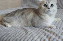 Шотландский скотиш фолд,