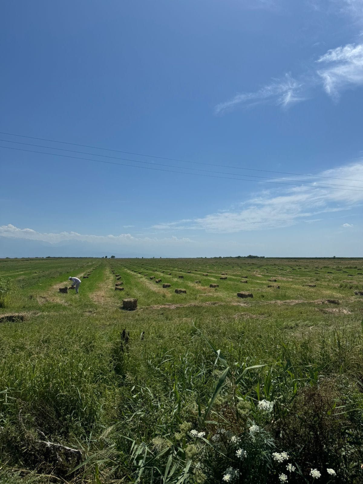 Продам рулоны и тюки сена