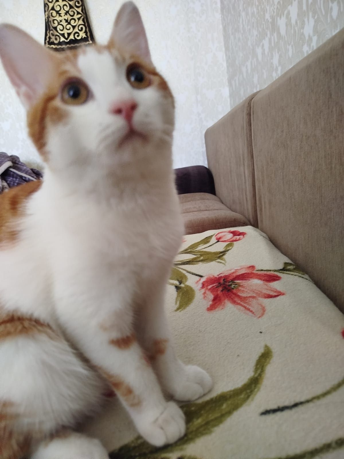 Отдам в добрые руки кота