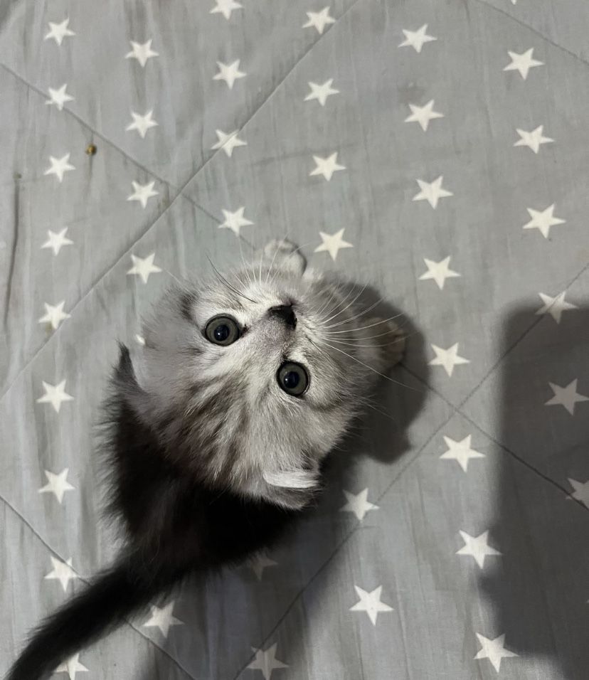 шотландские вислоухие и прямоухме котята