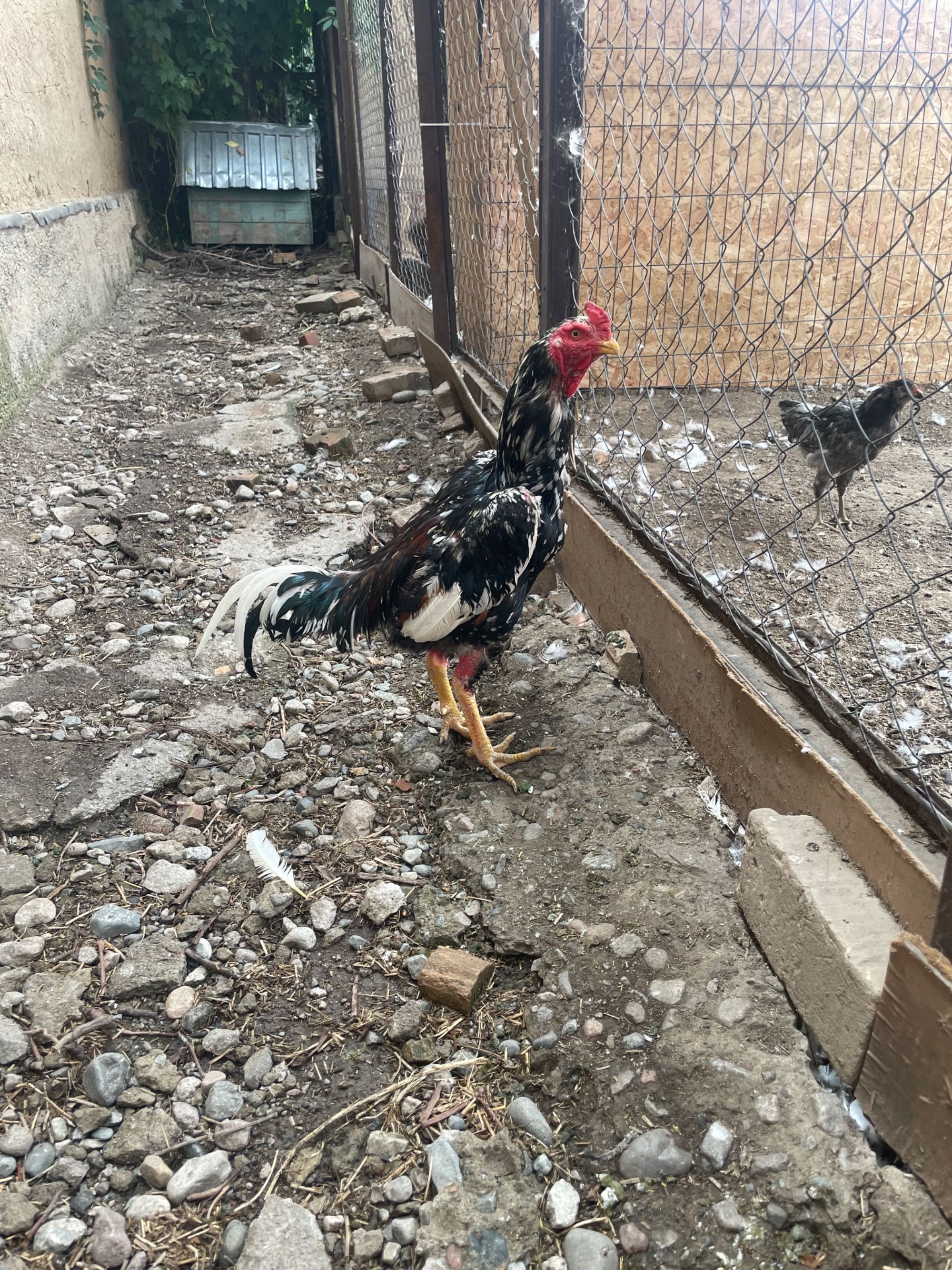 Дакан бойцовский петух