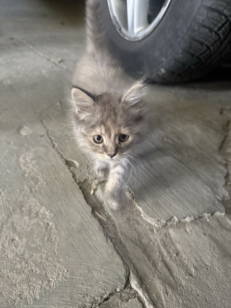 Котята ищут любящую семью