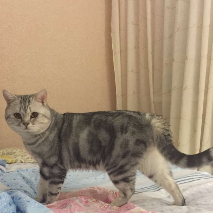 Шотландский кот приедет к Вашей кошечке на вязку:)