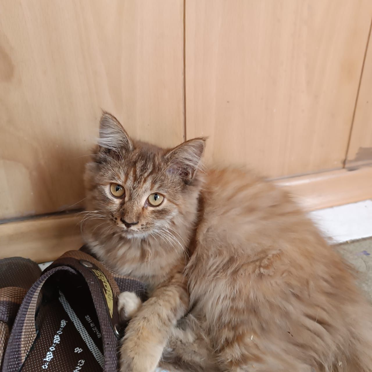 Котенок- девочка