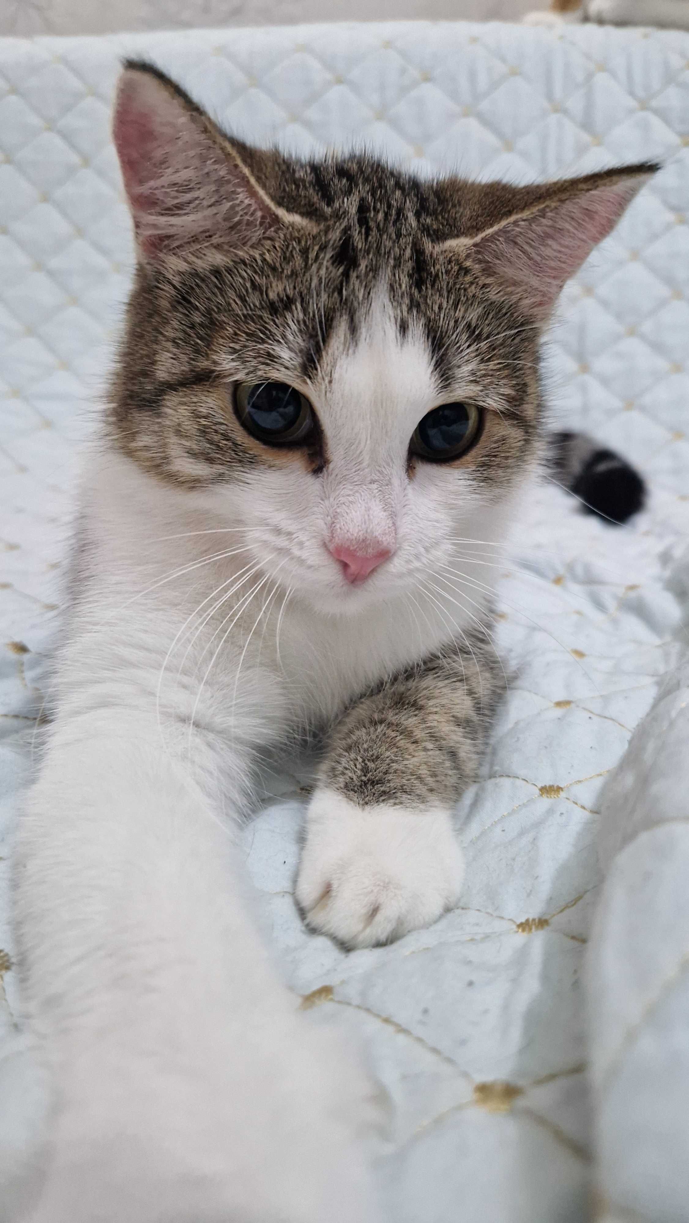 Котёнок-девочка Туся ищет дом и надёжных хозяев