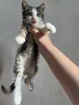 Отдам даром котенка, игривая