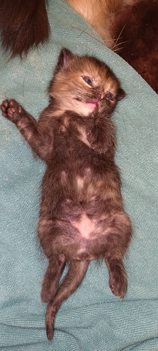 Отдам кошку и котят