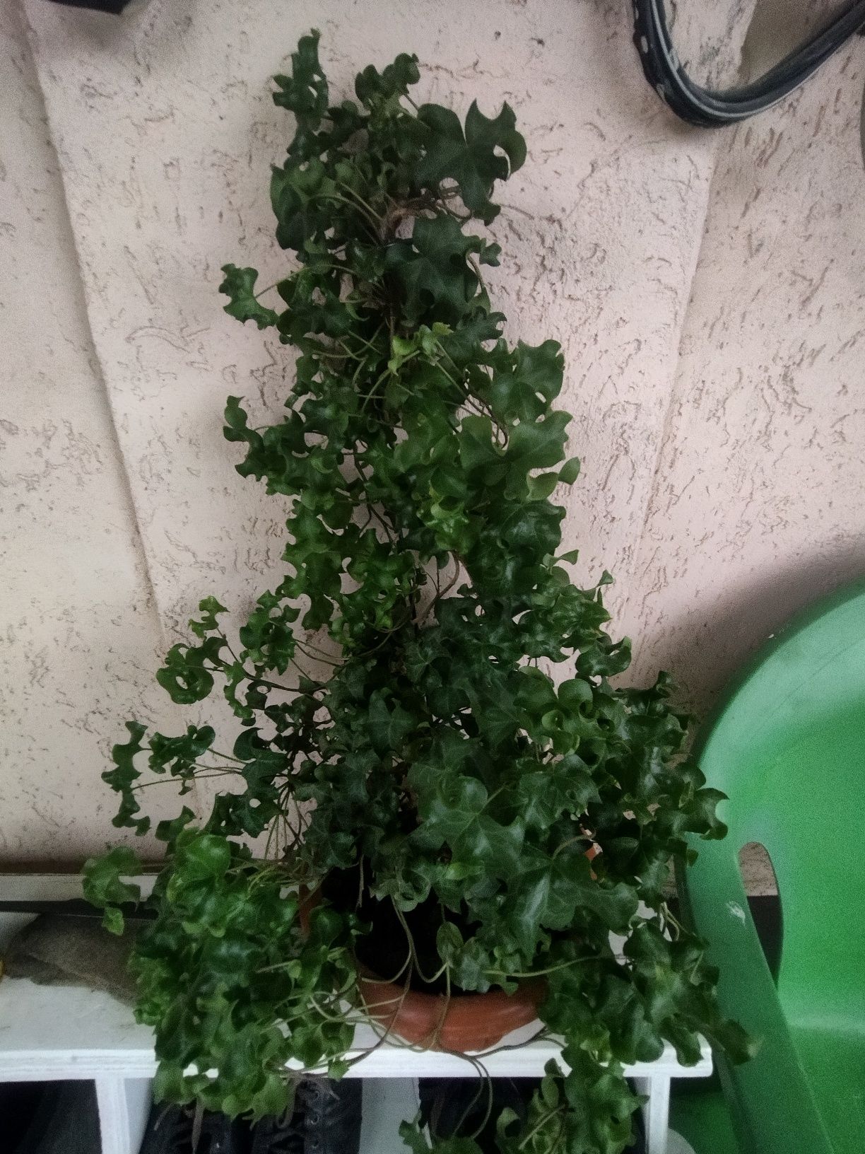 Продам фикус плющ