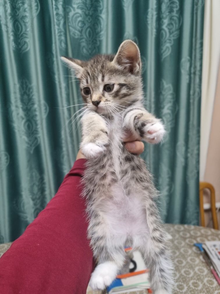 Кот и кошка 3 месяца