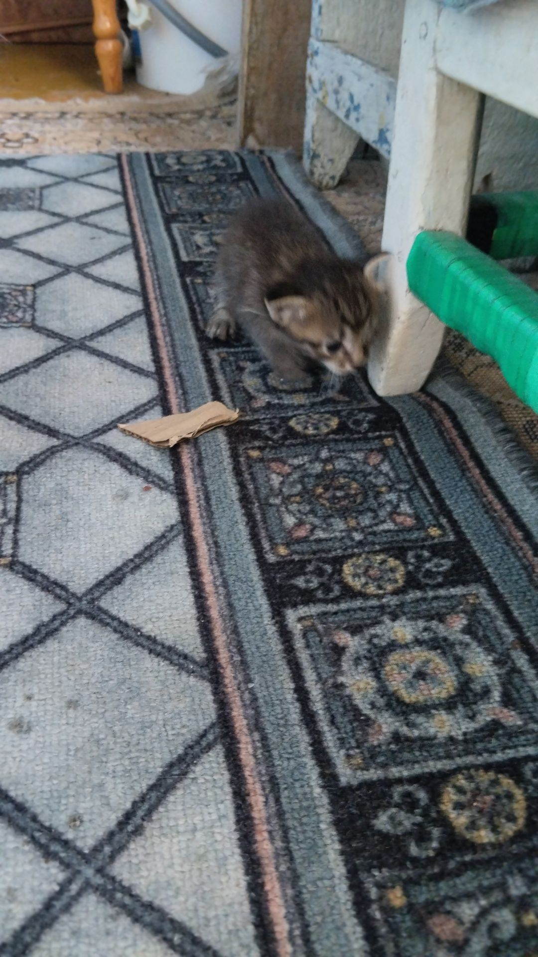 Отдам даром котят