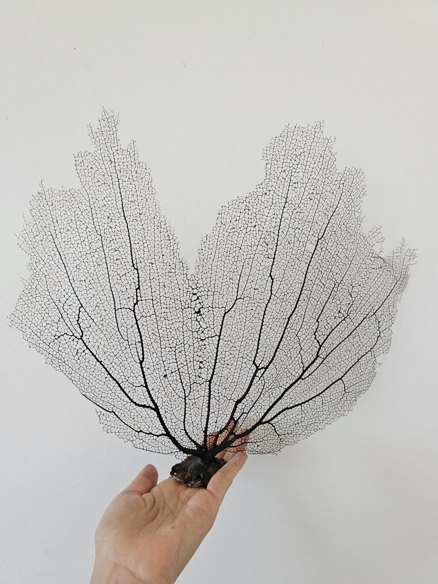 Кораллы , ракушки